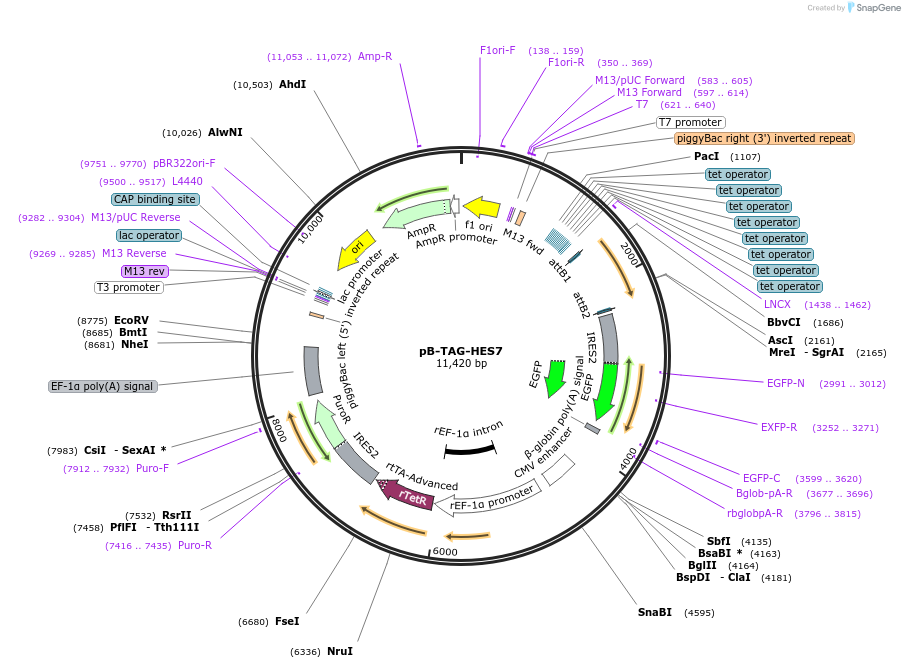 130935-plasmid-map-sequence-id-258781