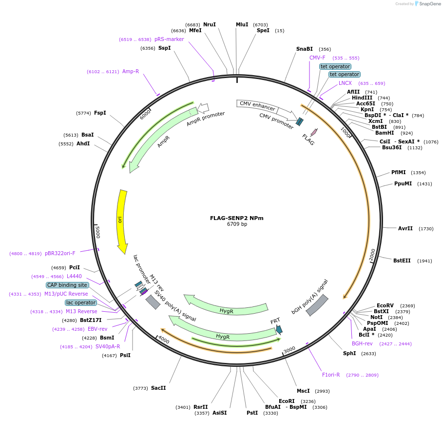 126593-plasmid-map-sequence-id-258816