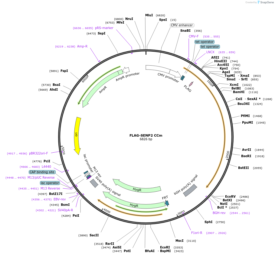 126594-plasmid-map-sequence-id-258817