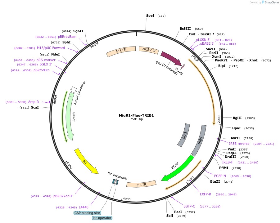 131158-plasmid-map-sequence-id-258848