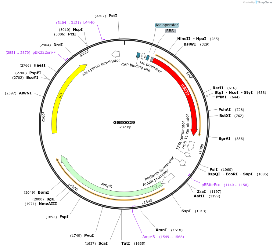 120730-plasmid-map-sequence-id-258851