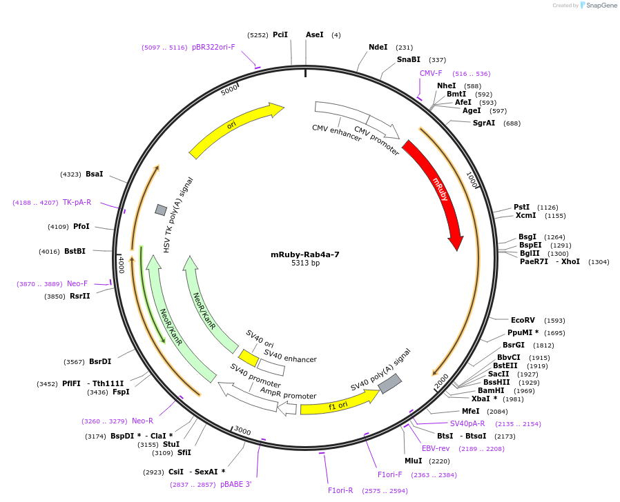 55878-plasmid-map-sequence-id-258862