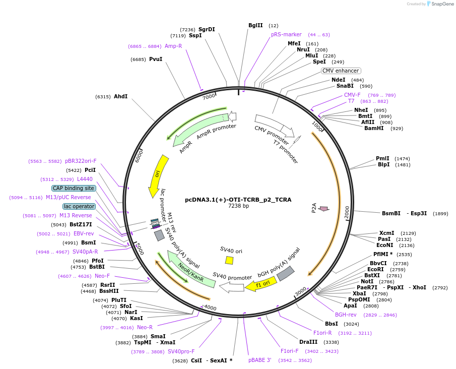 131034-plasmid-map-sequence-id-258869