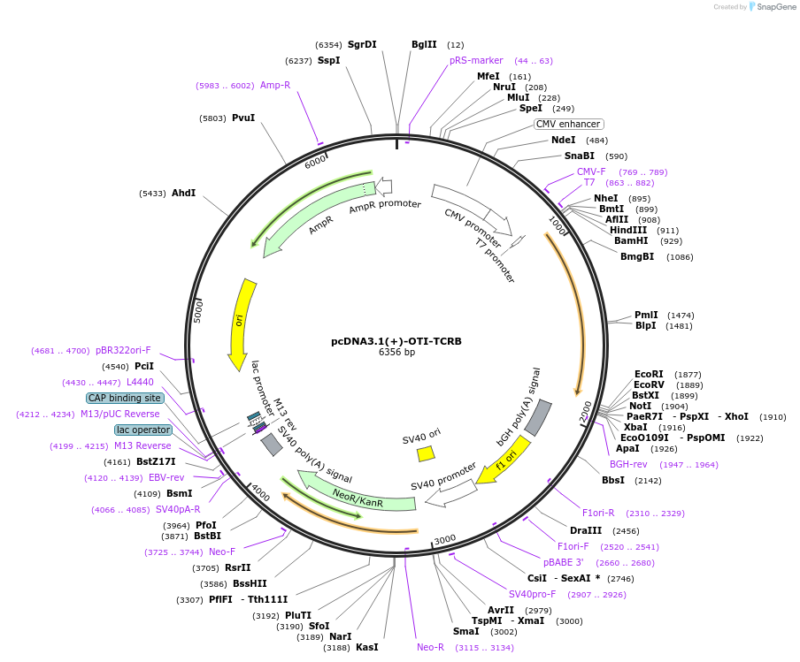 131036-plasmid-map-sequence-id-258899