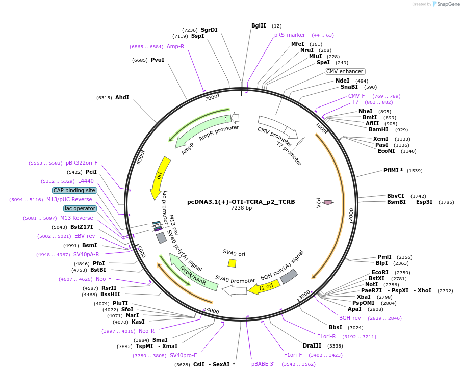 131033-plasmid-map-sequence-id-258901