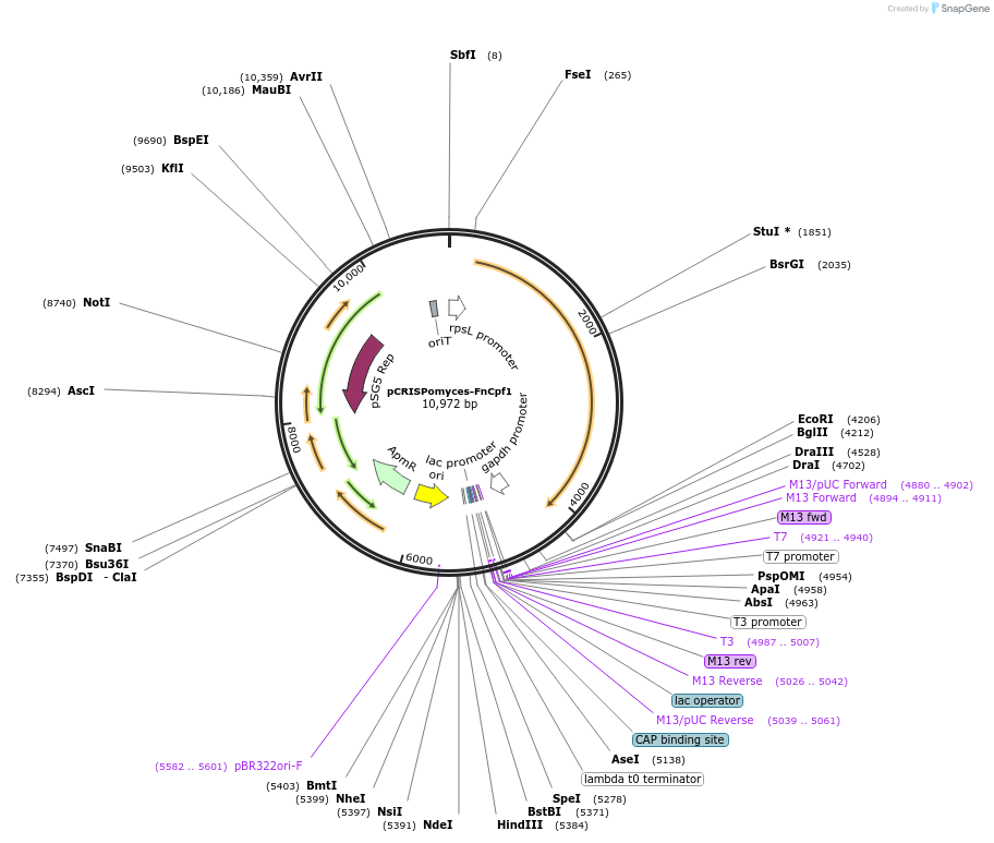 129554-plasmid-map-sequence-id-258917