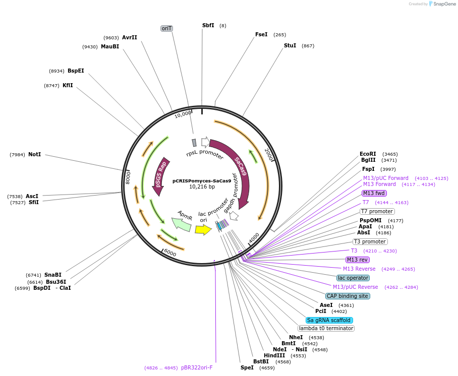 129553-plasmid-map-sequence-id-258922