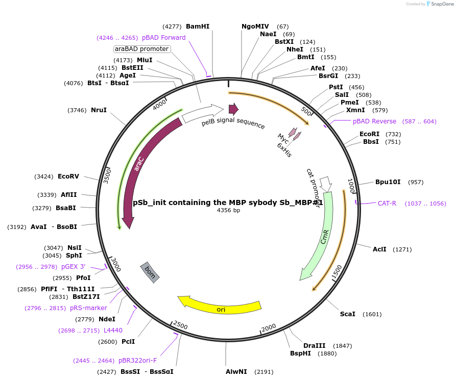 132699-plasmid-map-sequence-id-258931