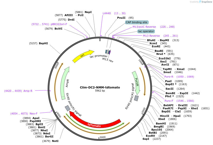129557-plasmid-map-sequence-id-258968