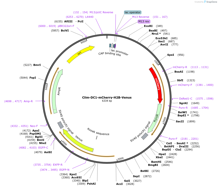 129559-plasmid-map-sequence-id-258976