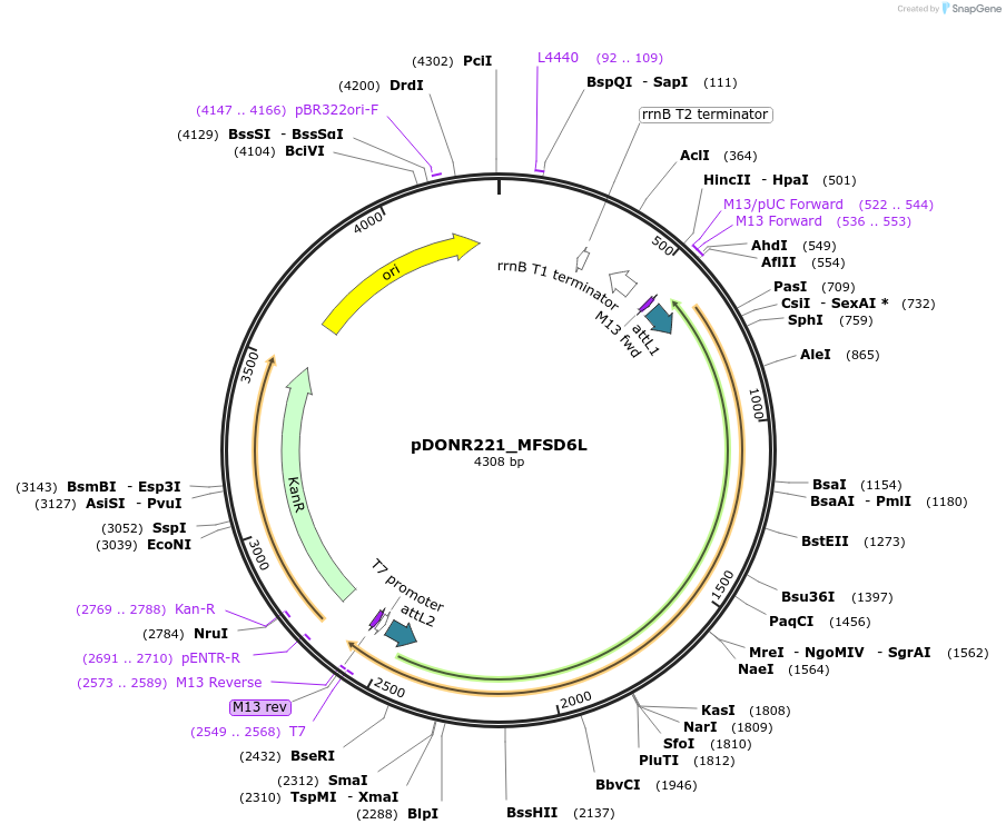 131870-plasmid-map-sequence-id-258985
