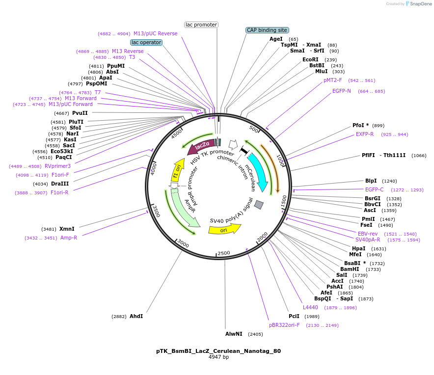 130535-plasmid-map-sequence-id-258995