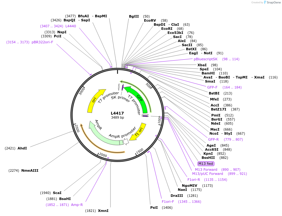 1649-plasmid-map-sequence-id-259