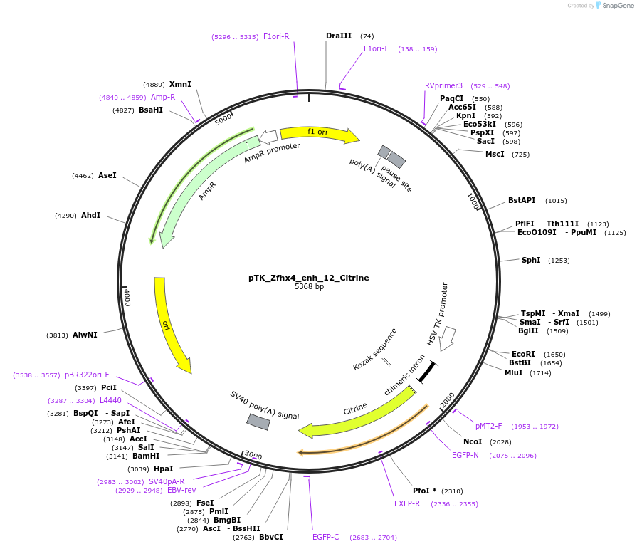 130597-plasmid-map-sequence-id-259009