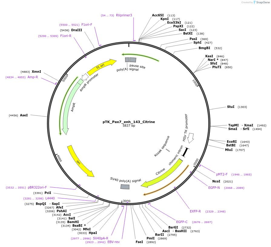 130602-plasmid-map-sequence-id-259022