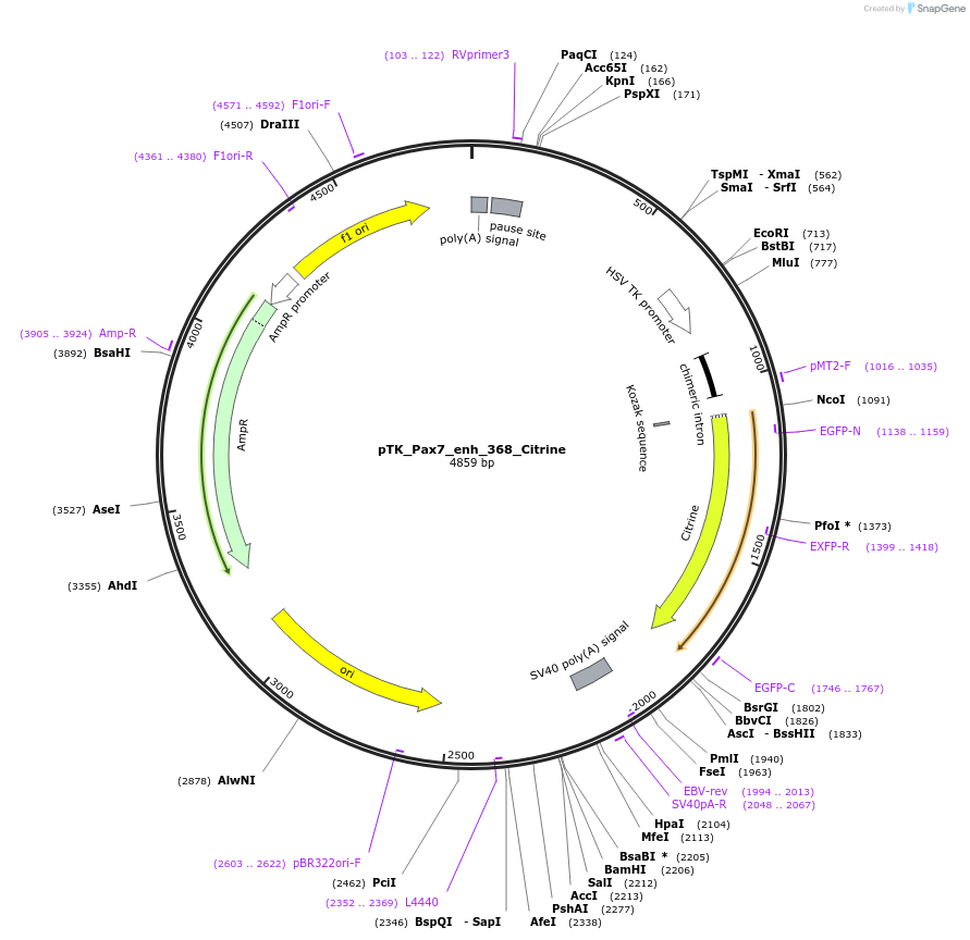 130608-plasmid-map-sequence-id-259032
