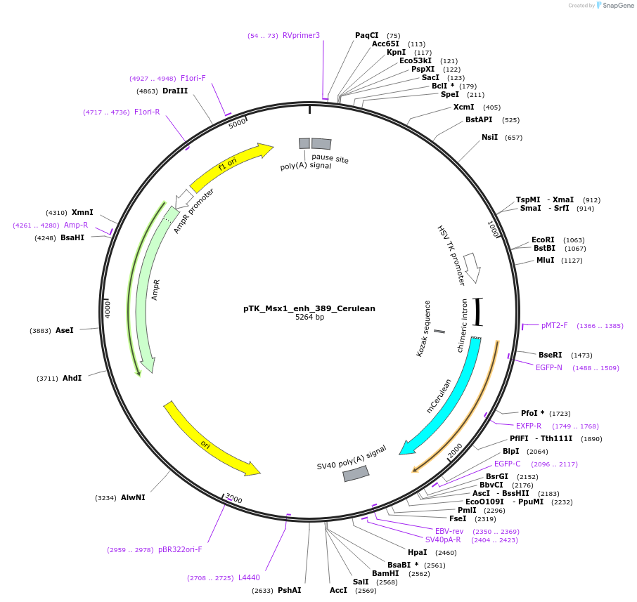 130611-plasmid-map-sequence-id-259034