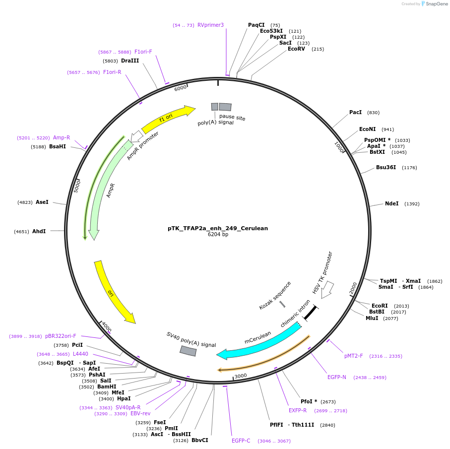 130615-plasmid-map-sequence-id-259038