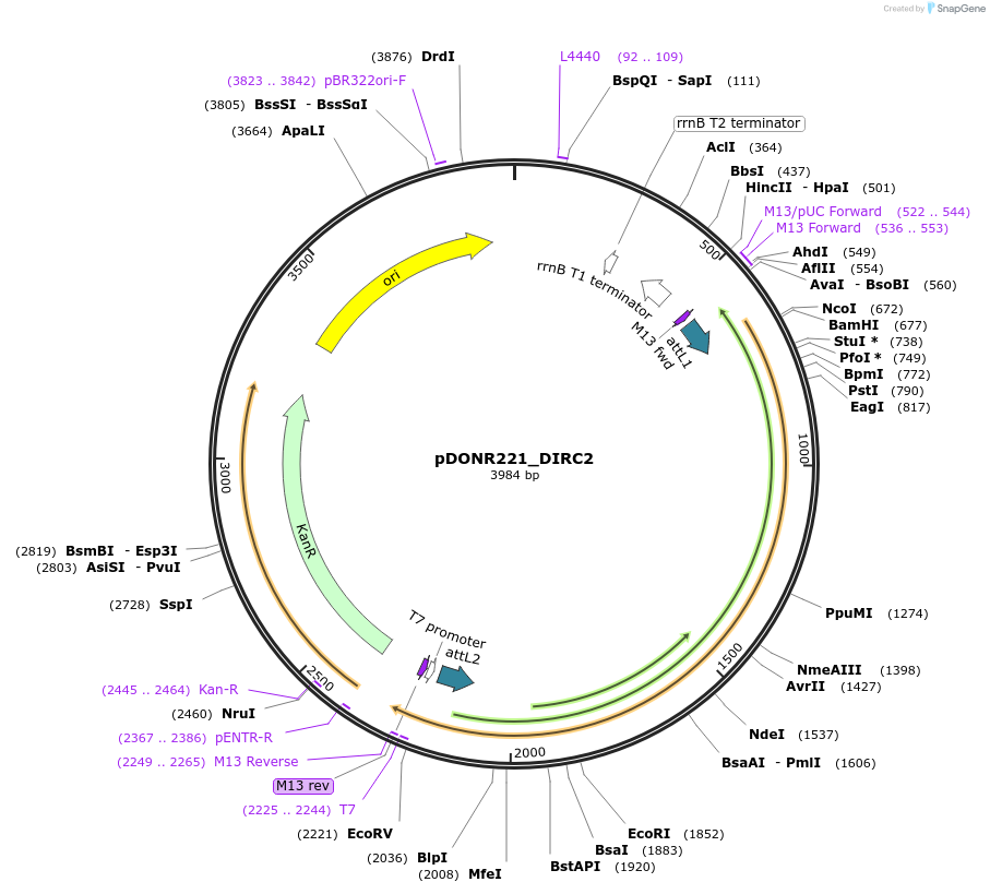131880-plasmid-map-sequence-id-259070