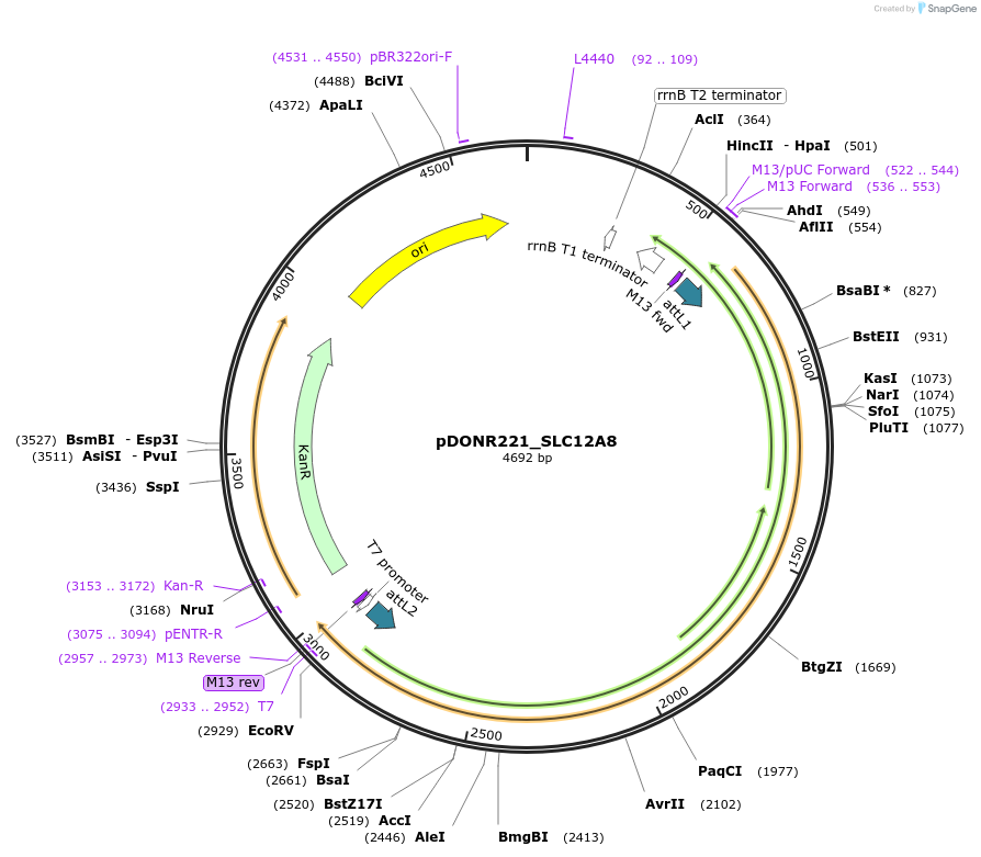 131885-plasmid-map-sequence-id-259079