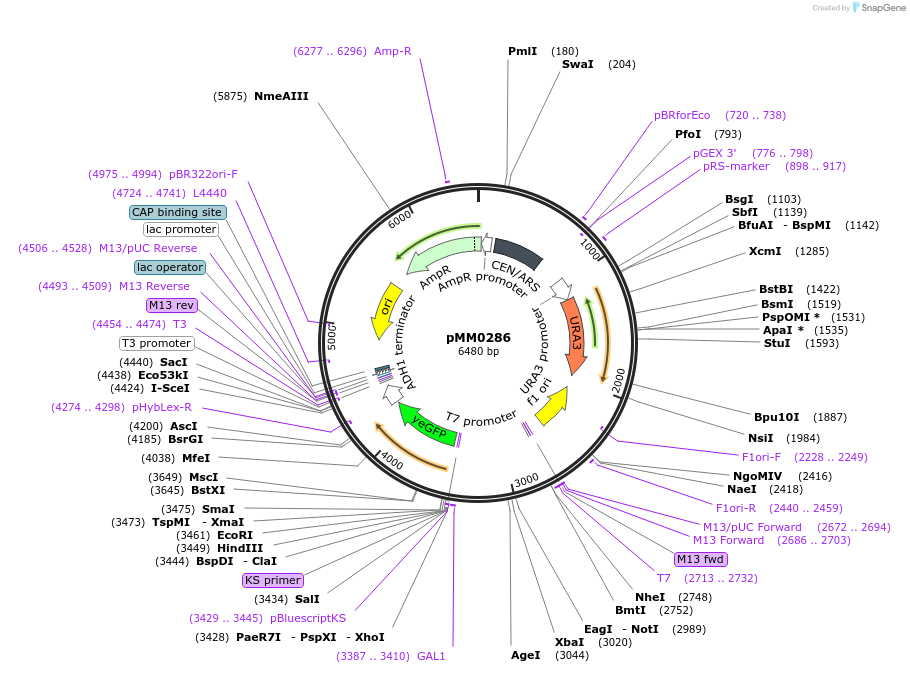 128974-plasmid-map-sequence-id-259091