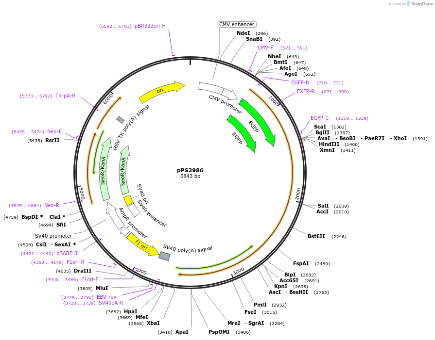 8928-plasmid-map-sequence-id-259128
