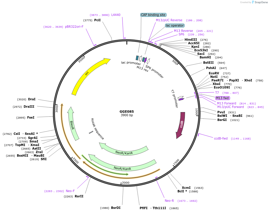 120738-plasmid-map-sequence-id-259155