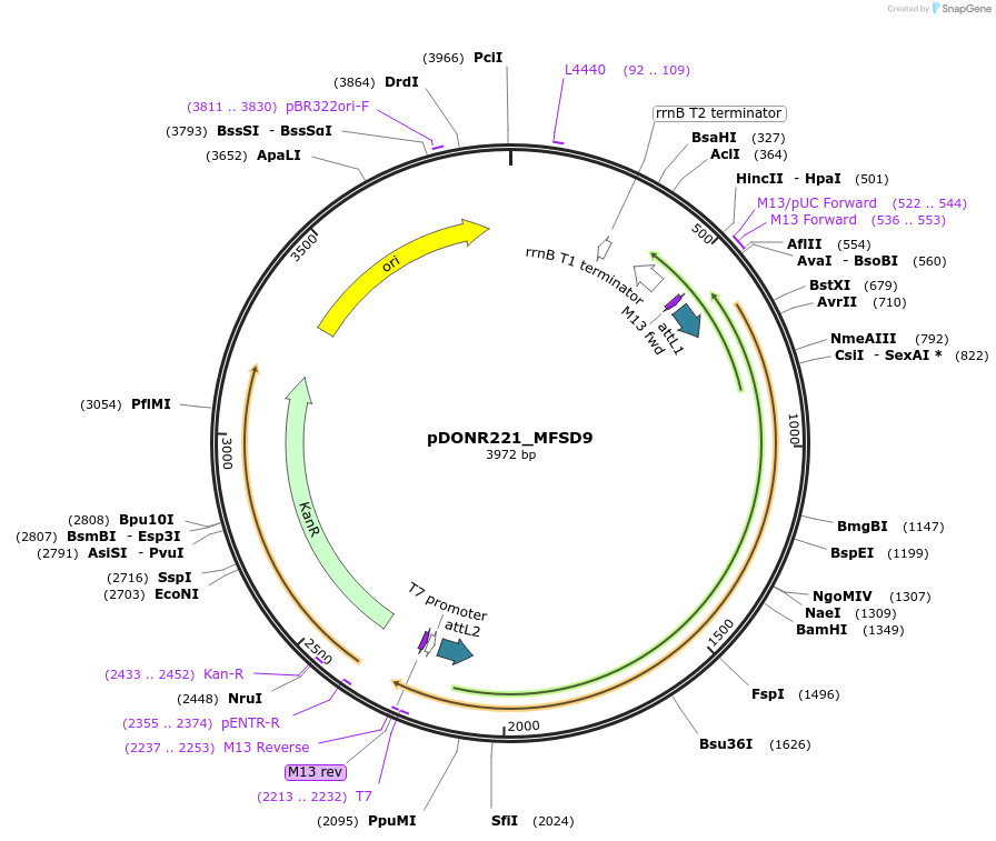131894-plasmid-map-sequence-id-259216