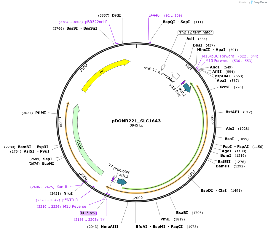 131899-plasmid-map-sequence-id-259224