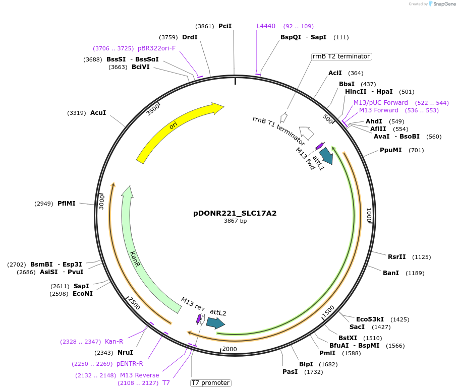 131900-plasmid-map-sequence-id-259225