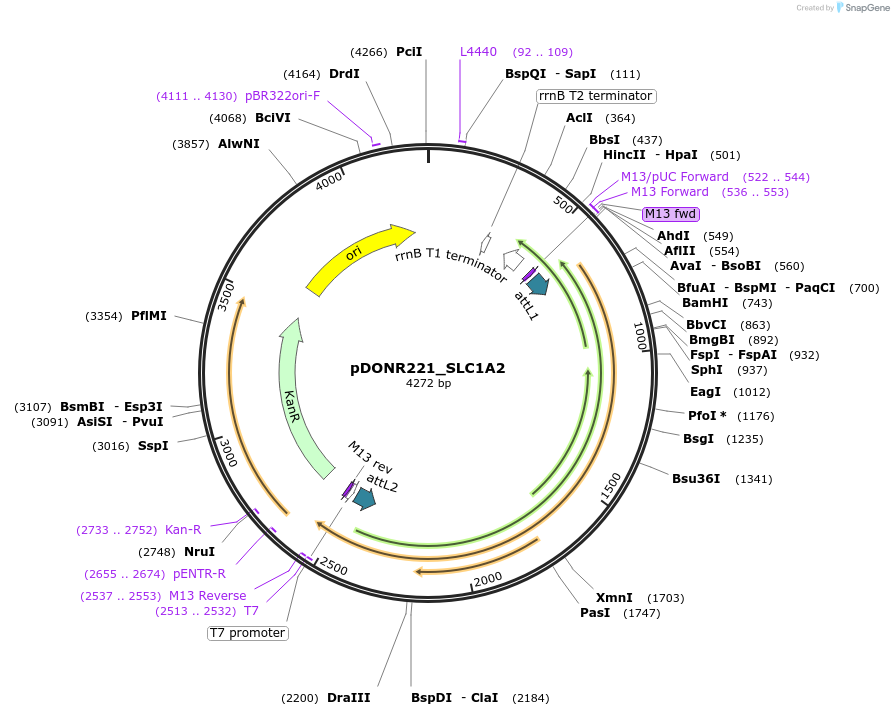 131901-plasmid-map-sequence-id-259227