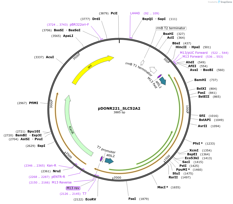 131902-plasmid-map-sequence-id-259254