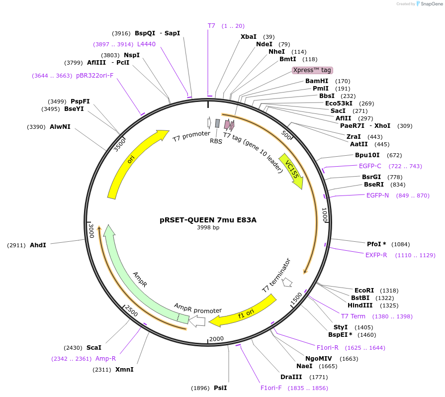 129353-plasmid-map-sequence-id-259260
