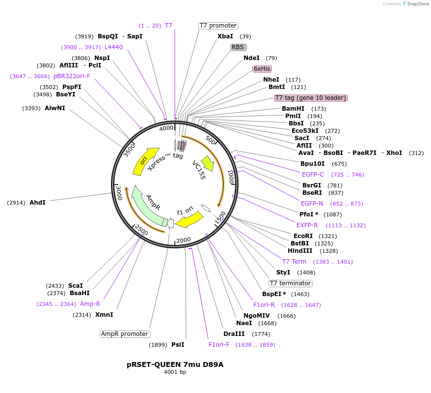 129354-plasmid-map-sequence-id-259261