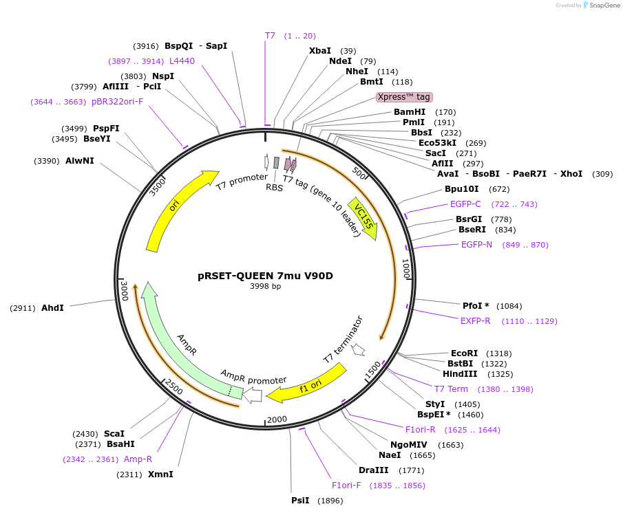 129355-plasmid-map-sequence-id-259262