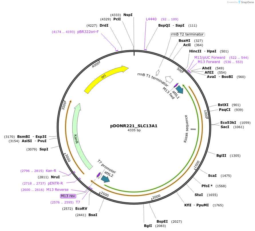 131909-plasmid-map-sequence-id-259274