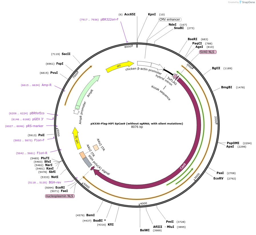 126778-plasmid-map-sequence-id-259276