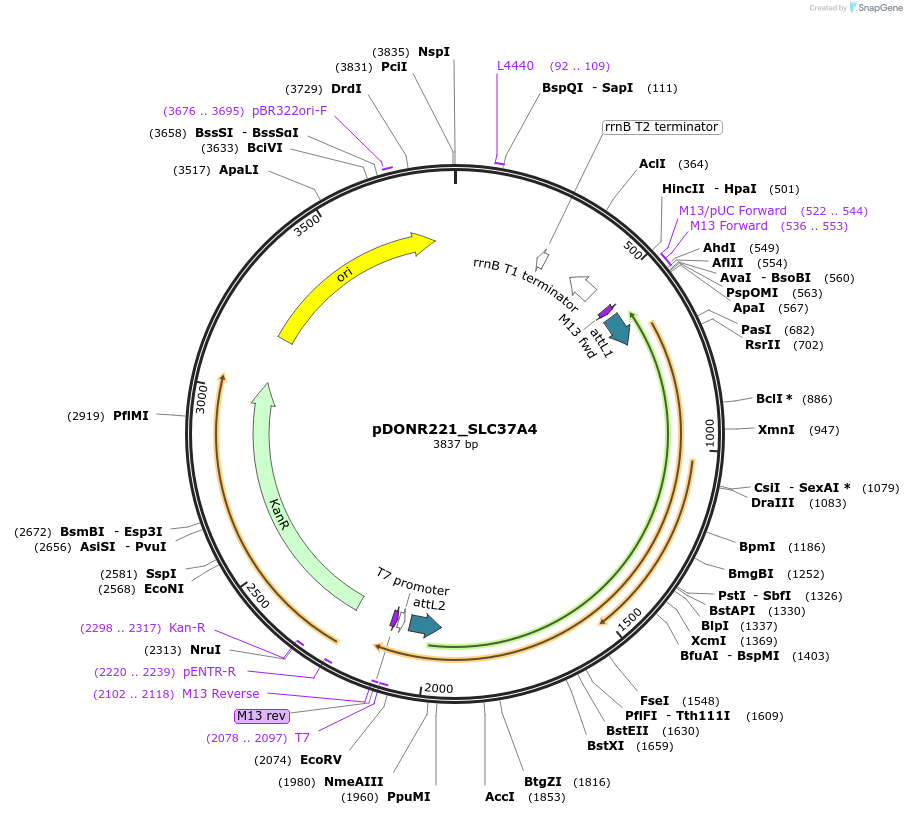 131914-plasmid-map-sequence-id-259283
