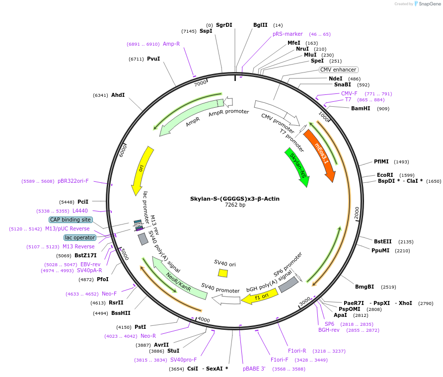 128938-plasmid-map-sequence-id-259284