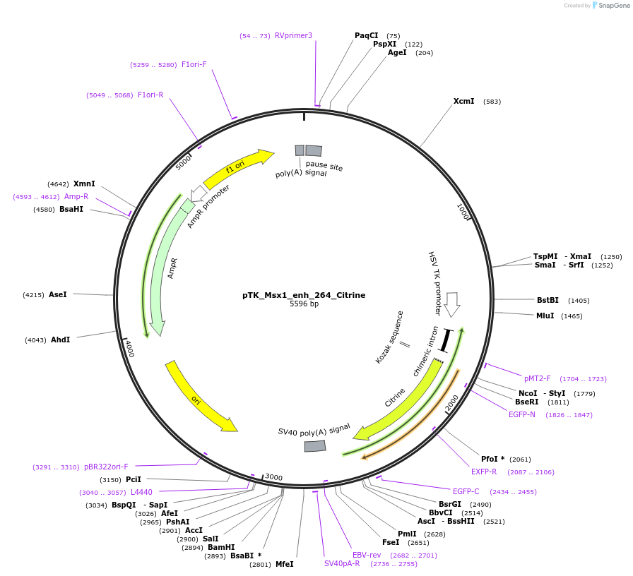 130610-plasmid-map-sequence-id-259317