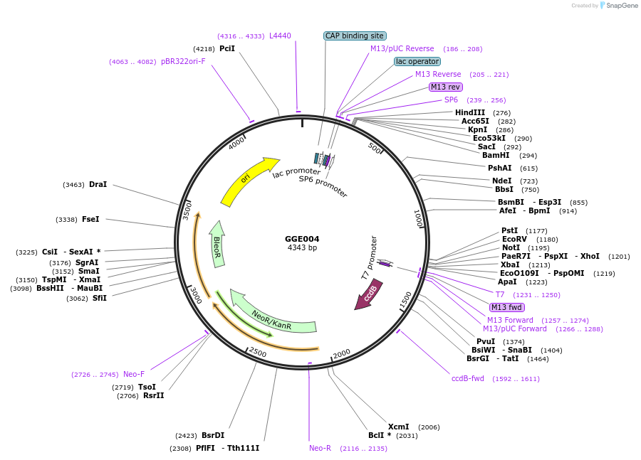 120749-plasmid-map-sequence-id-259323
