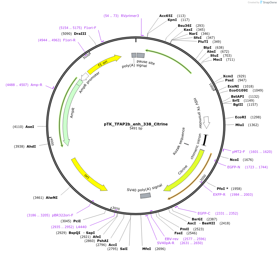 130619-plasmid-map-sequence-id-259324