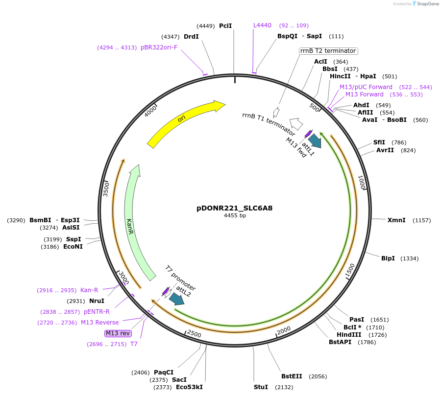 131915-plasmid-map-sequence-id-259328