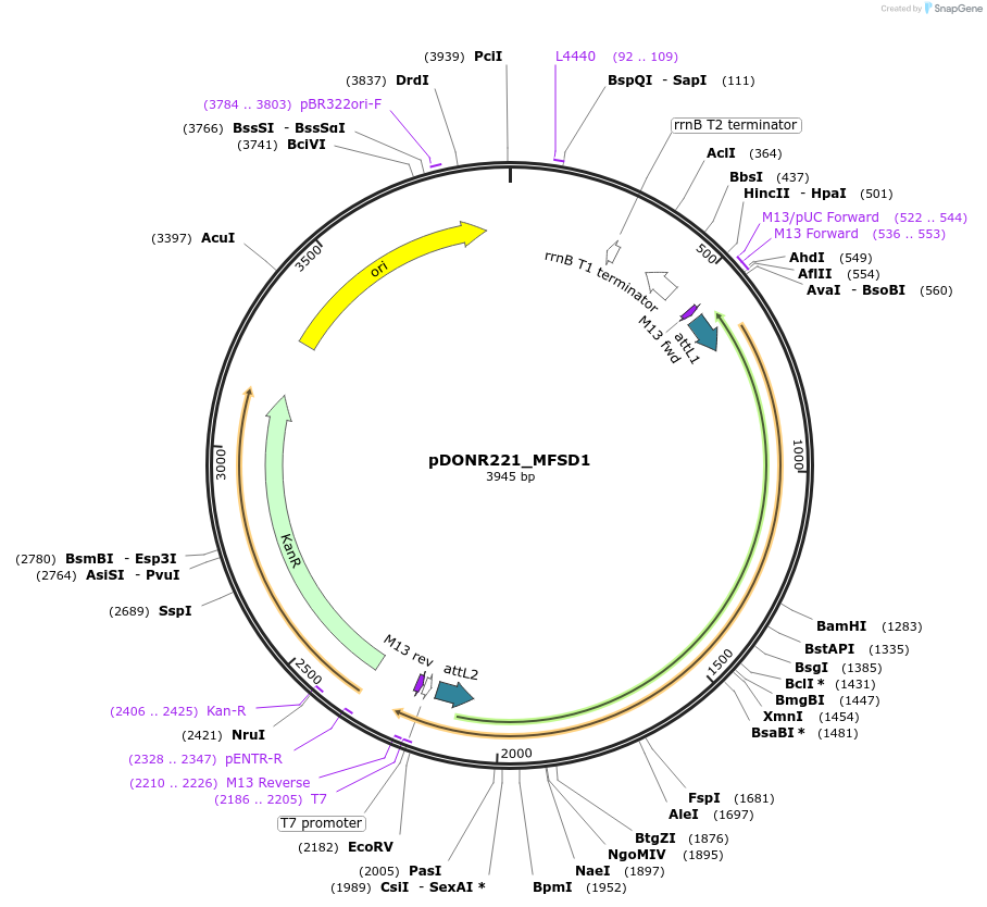 131916-plasmid-map-sequence-id-259329