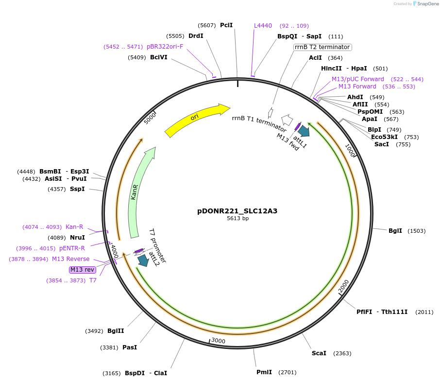 131920-plasmid-map-sequence-id-259333