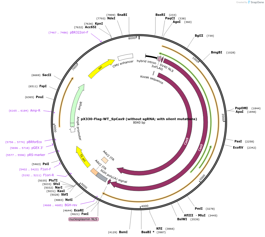 126753-plasmid-map-sequence-id-259339