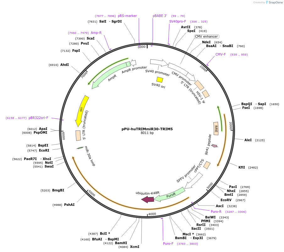 132938-plasmid-map-sequence-id-259345
