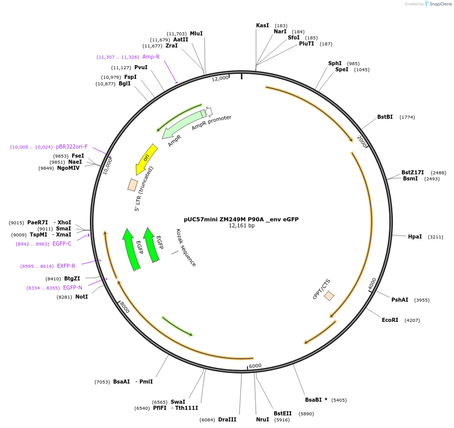 132939-plasmid-map-sequence-id-259349