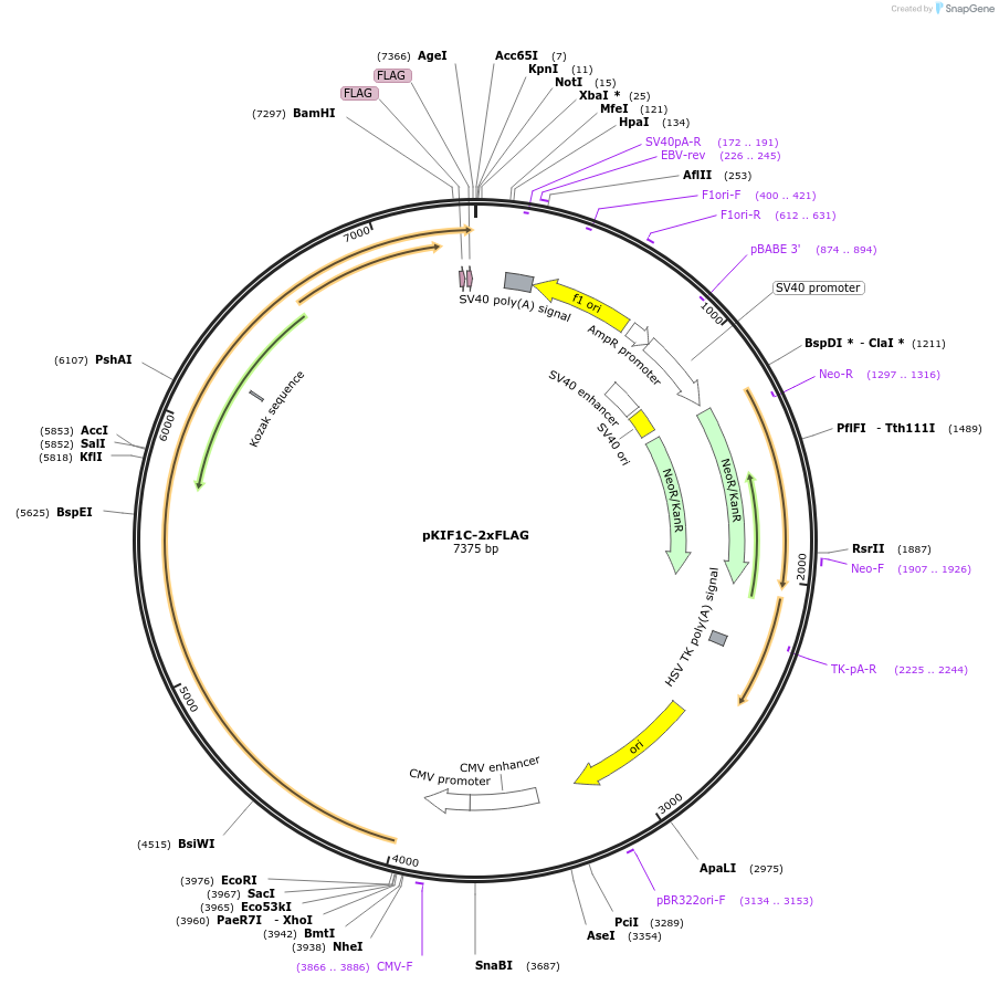 130979-plasmid-map-sequence-id-259357
