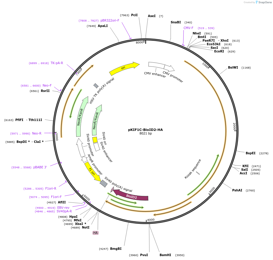 130980-plasmid-map-sequence-id-259358